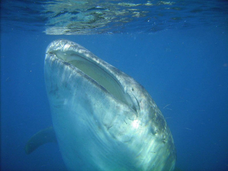 ../Images/whale shark 2.jpg